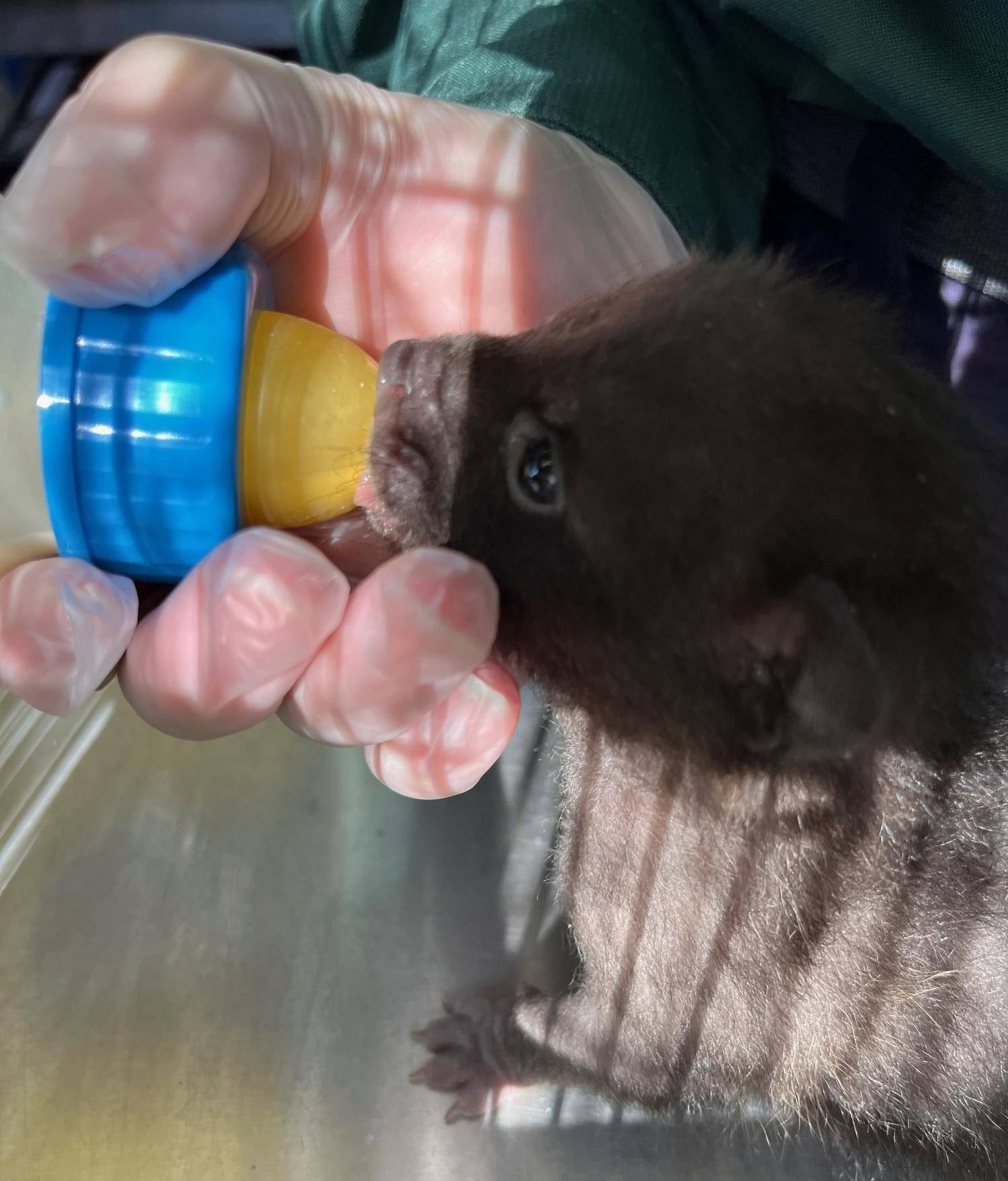 哺乳も慣れてきました