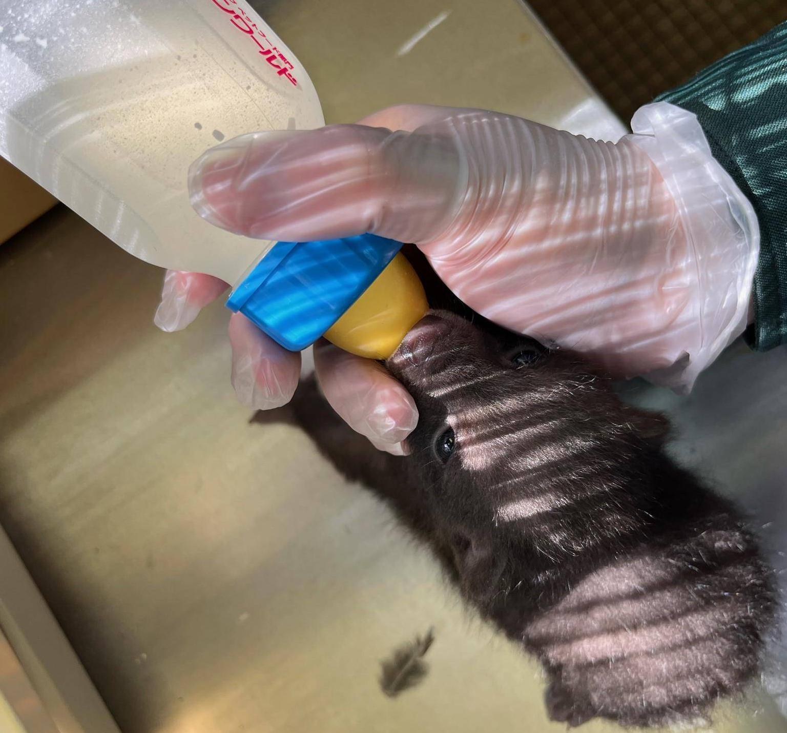 ミルクを飲んでいるところ