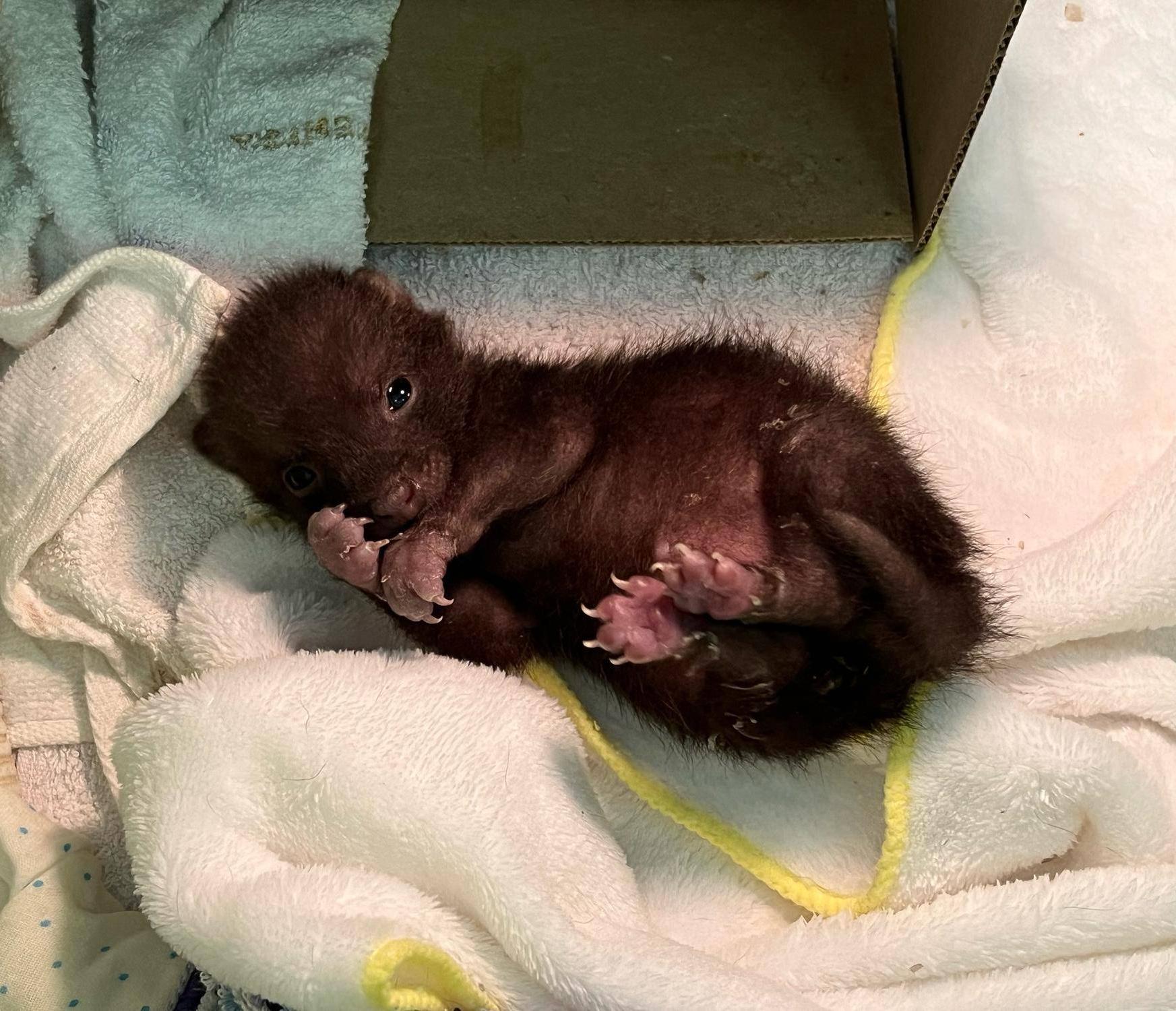 目が開きました