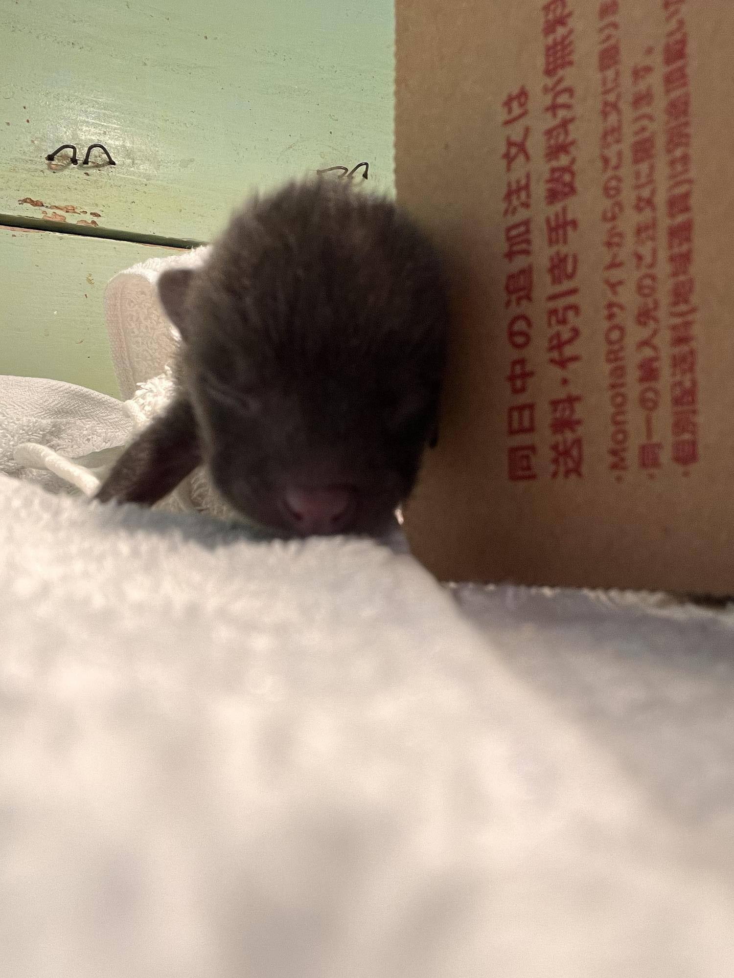 目も開いていません