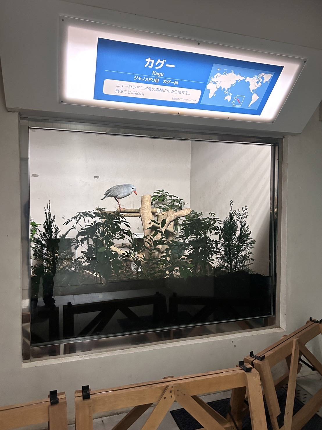 カグー展示場.jpg