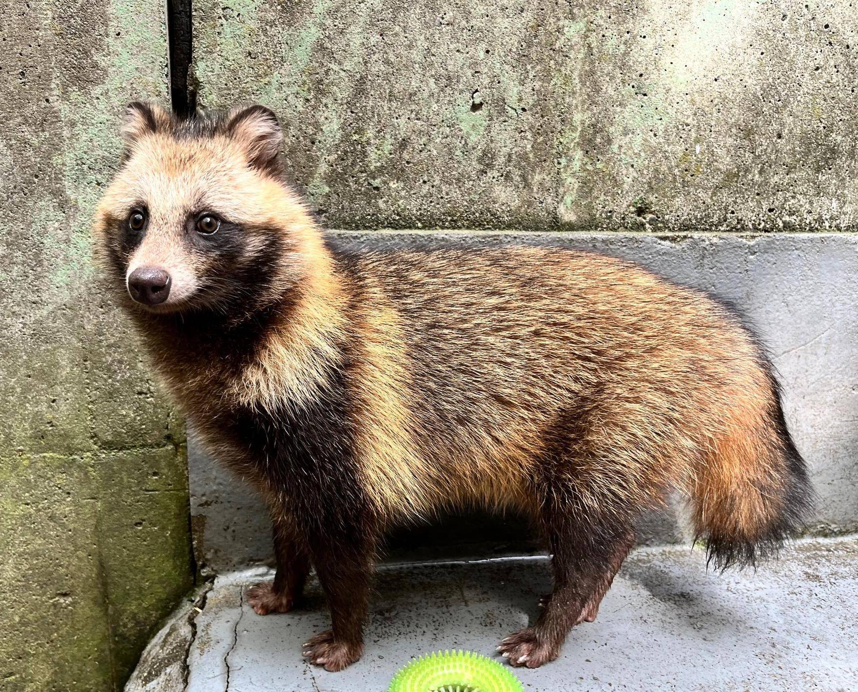 タヌキらしくなったA