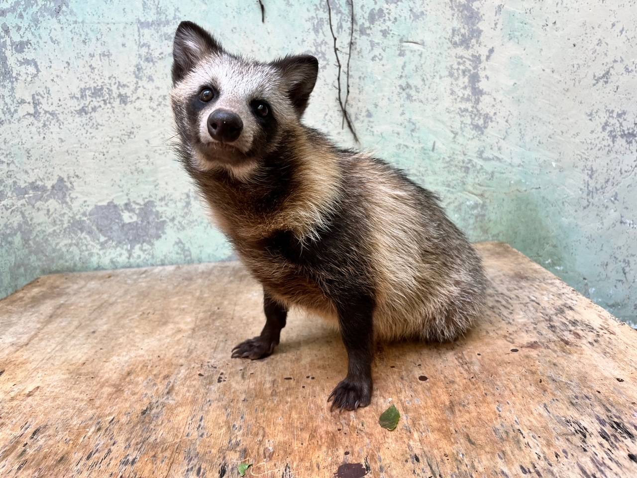 タヌキらしくなった白