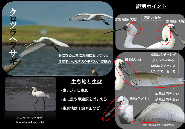 成鳥と幼鳥の識別点.png