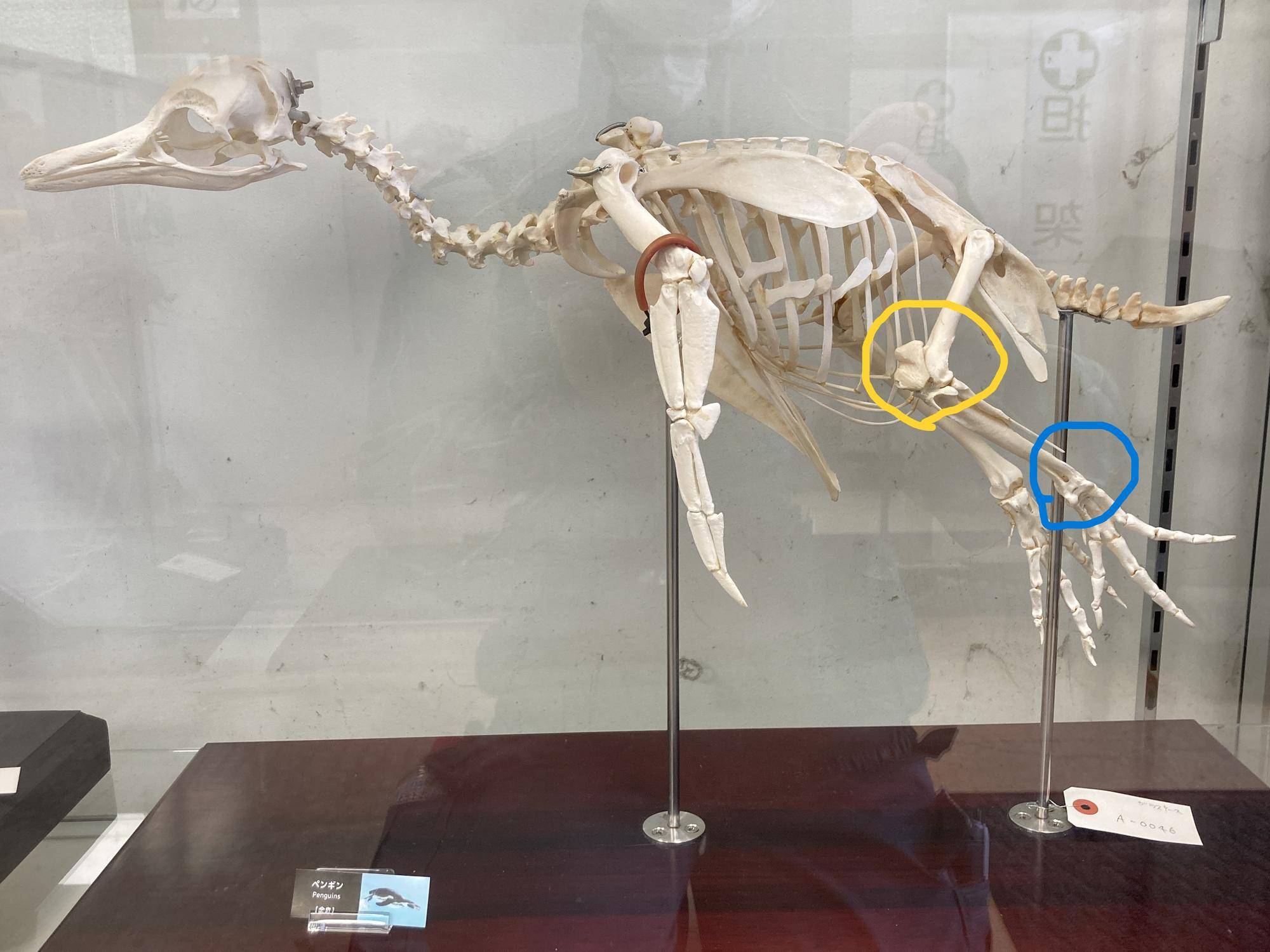 ペンギンの骨格標本.jpg