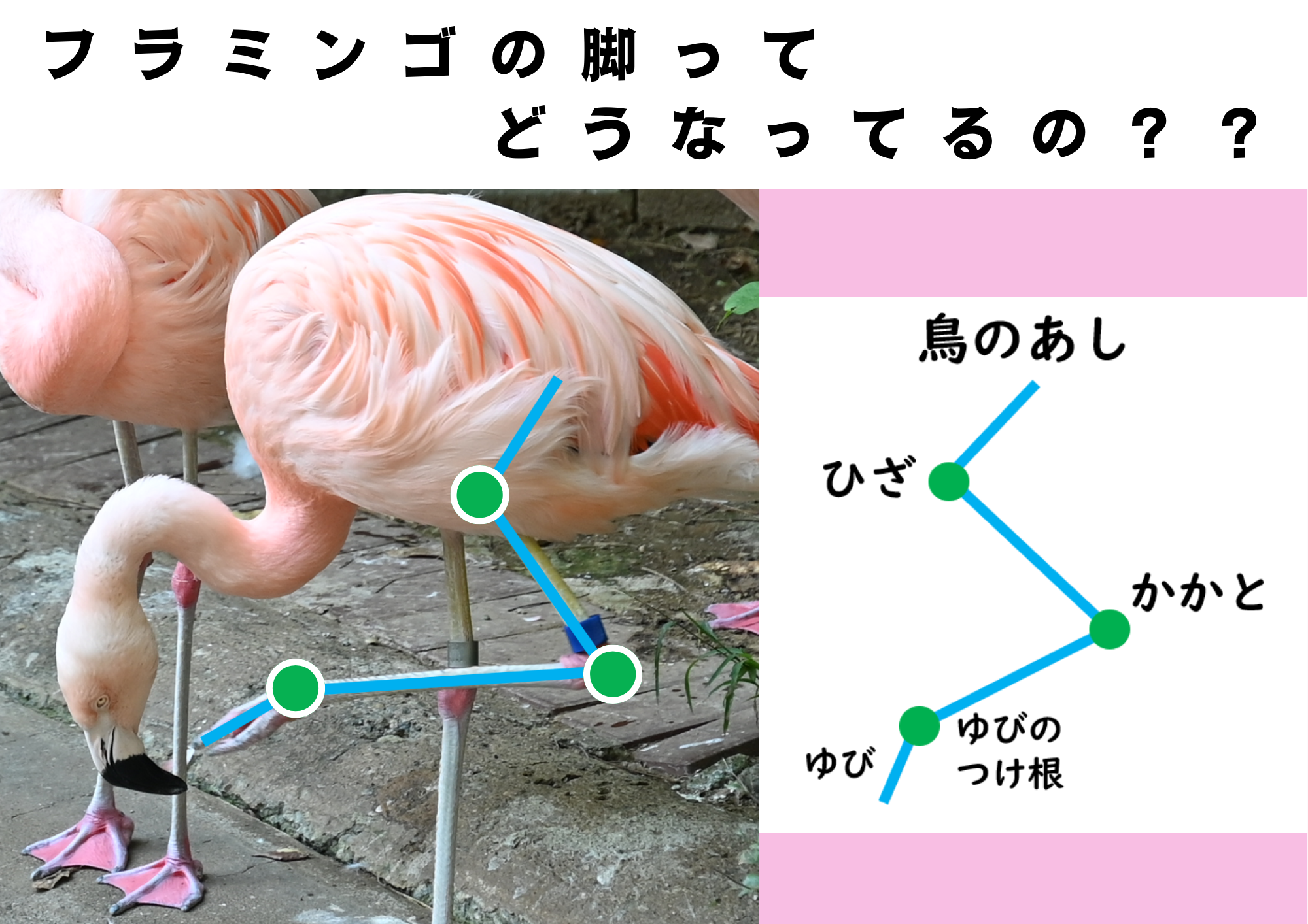 フラミンゴの膝はどこ??.png