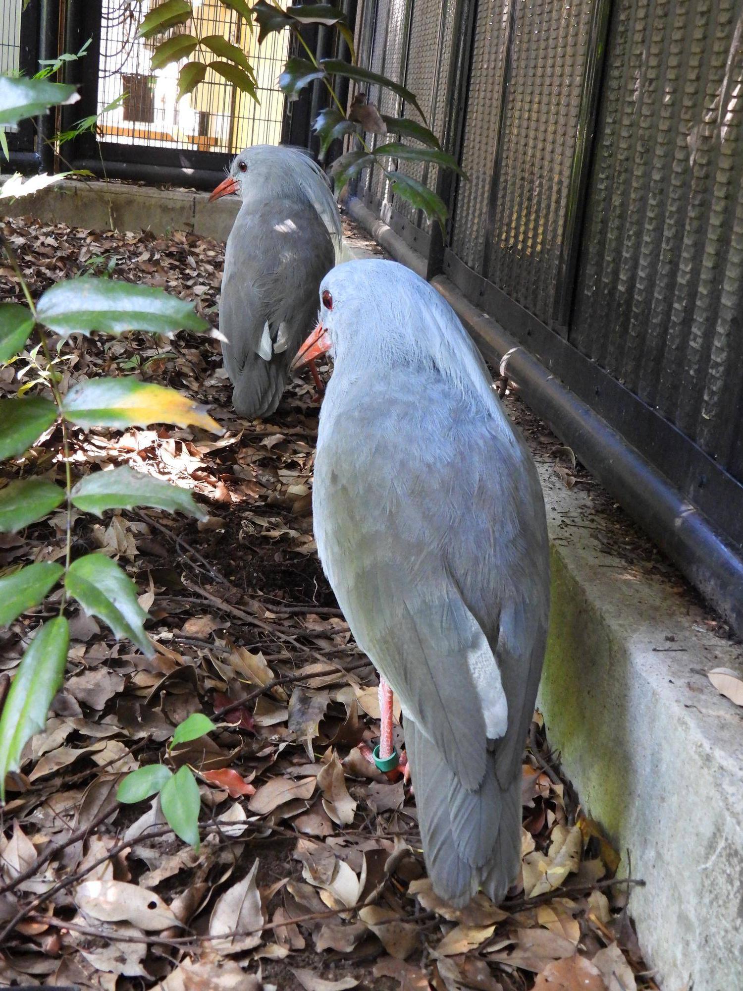 前ムラリン、後ろミドリン 背中.jpg