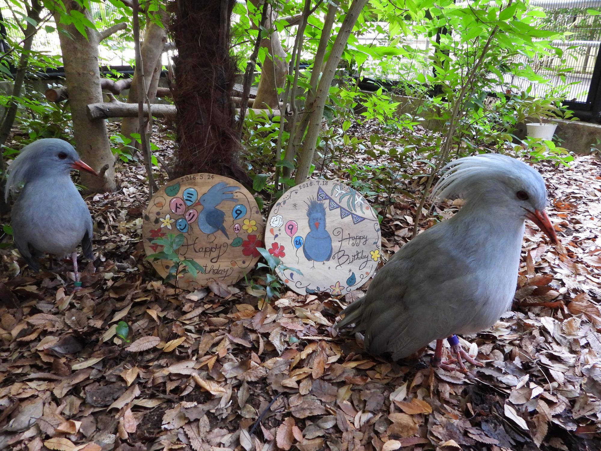 ミドリン、ムラリン ハッピーバースデープレート.jpg