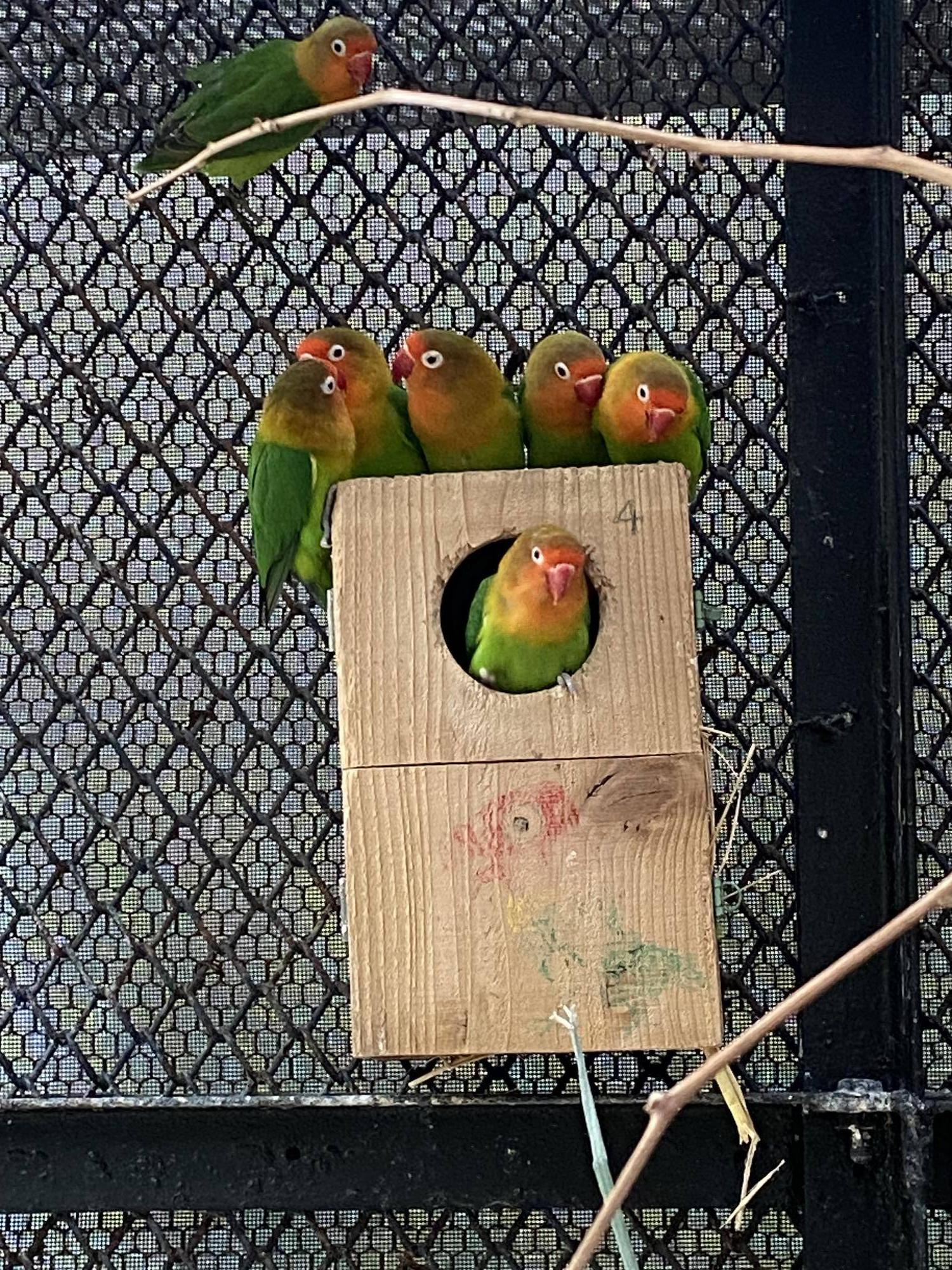 おじじと使っている巣箱に戻るメス 他の個体に囲まれる.jpg