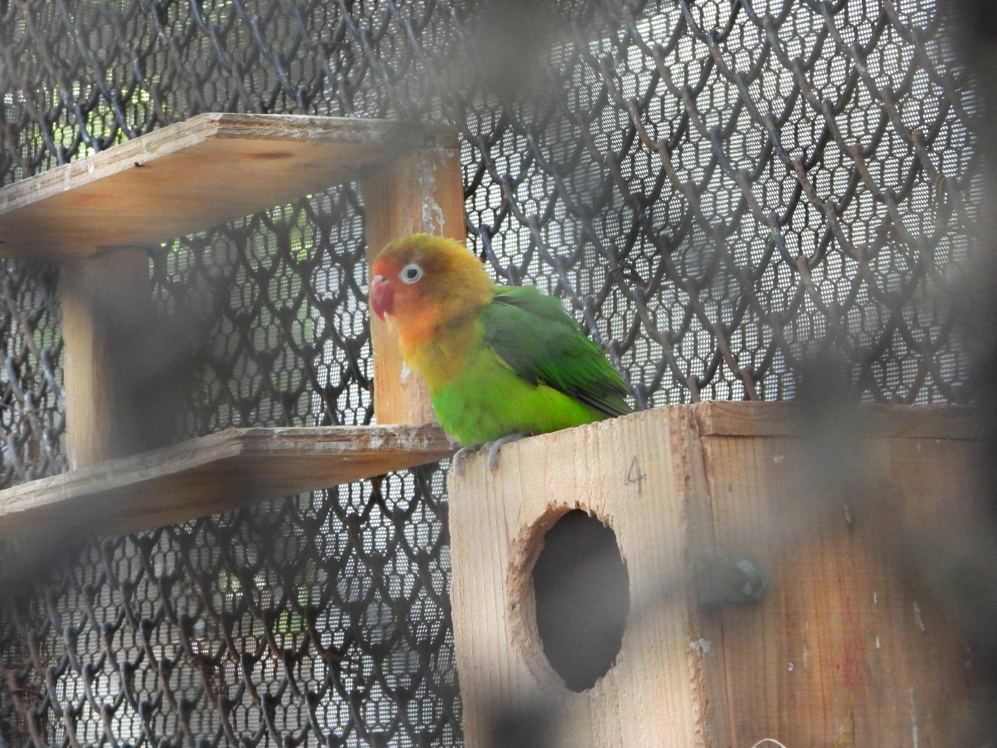 おじじと使っていた巣箱の上にいる№5♀.jpg