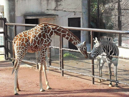 グレビーシマウマ モモタロウ の庭 動物トピックス 野毛山動物園公式サイト 公益財団法人 横浜市緑の協会