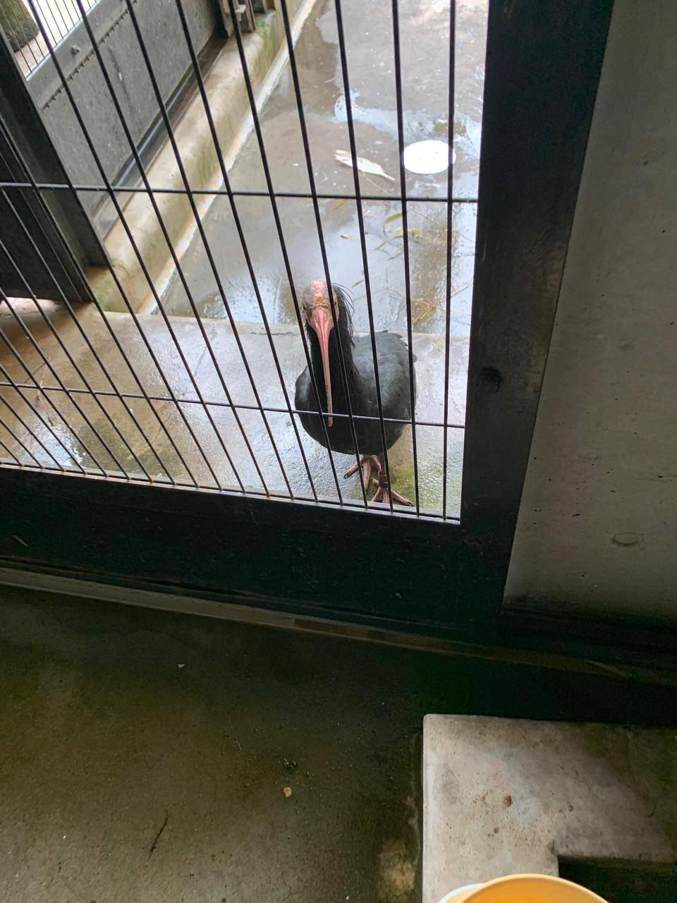 ホオアカ 待ってる.jpeg