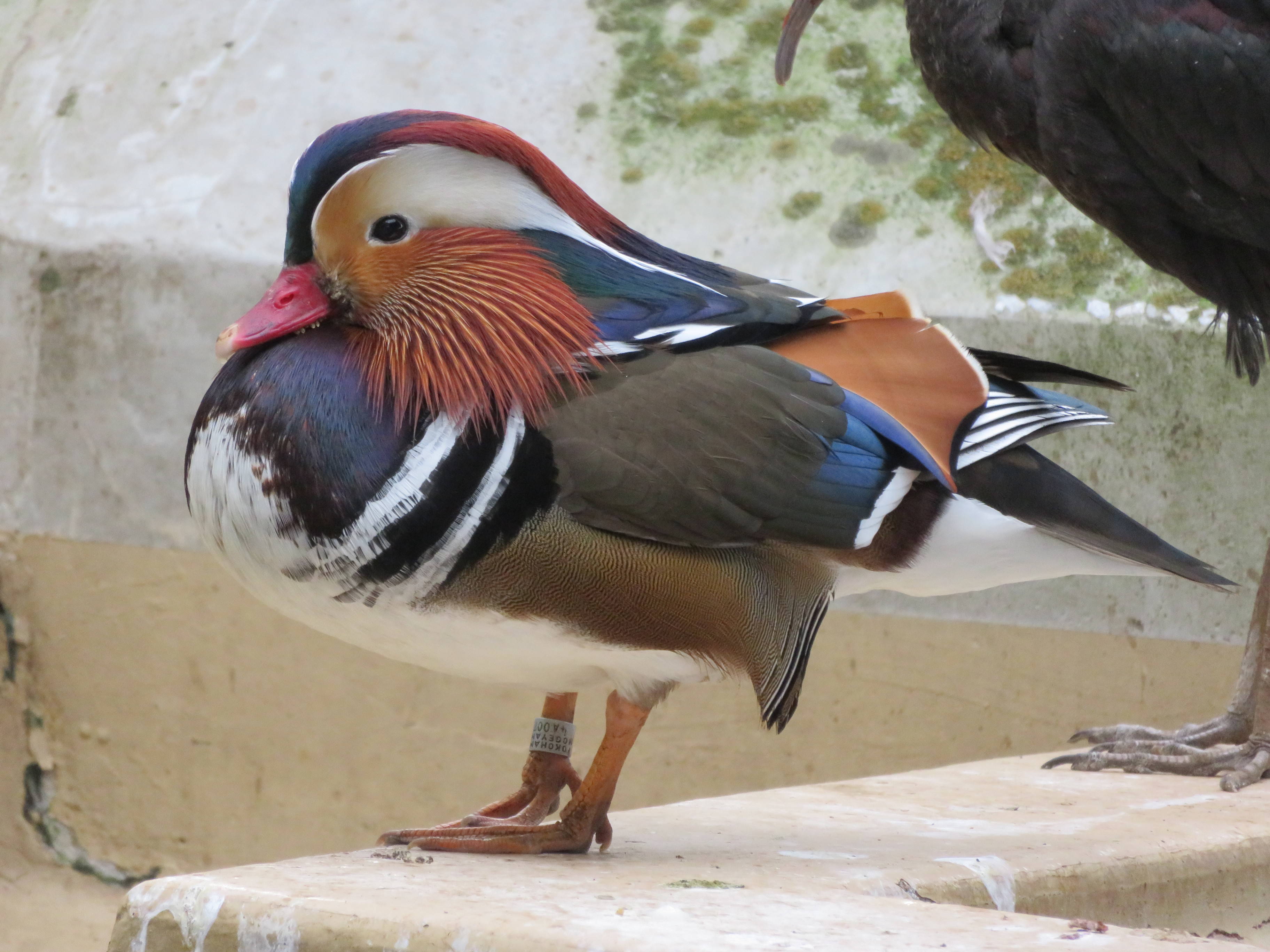 オシドリの衣替え 動物トピックス 野毛山動物園公式サイト 公益財団法人 横浜市緑の協会