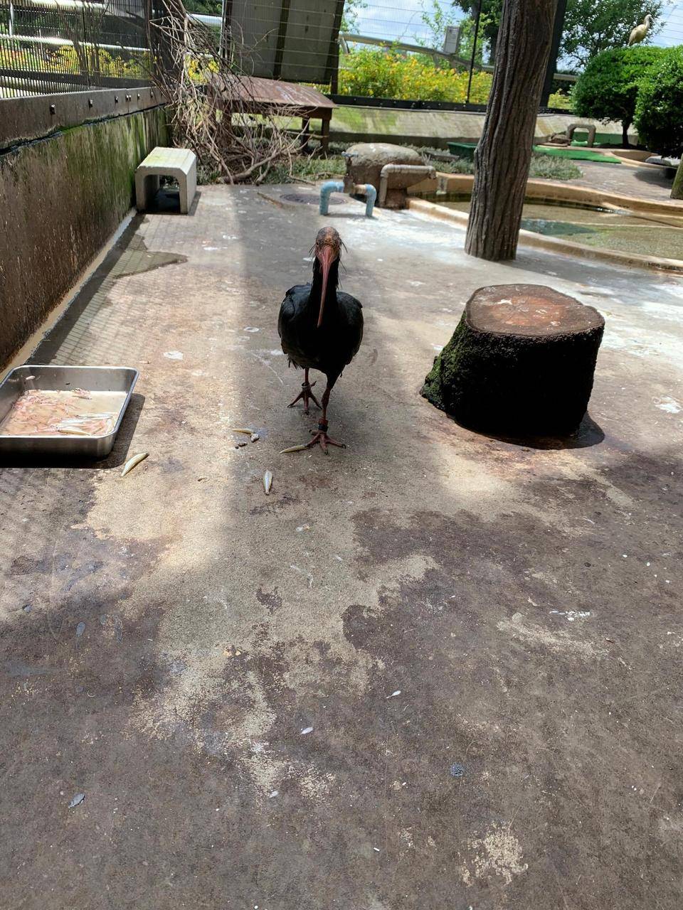 ホオアカ 慣れてきて.jpeg