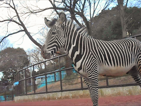 グレビーシマウマ モモタロウ の庭 動物トピックス 野毛山動物園公式サイト 公益財団法人 横浜市緑の協会