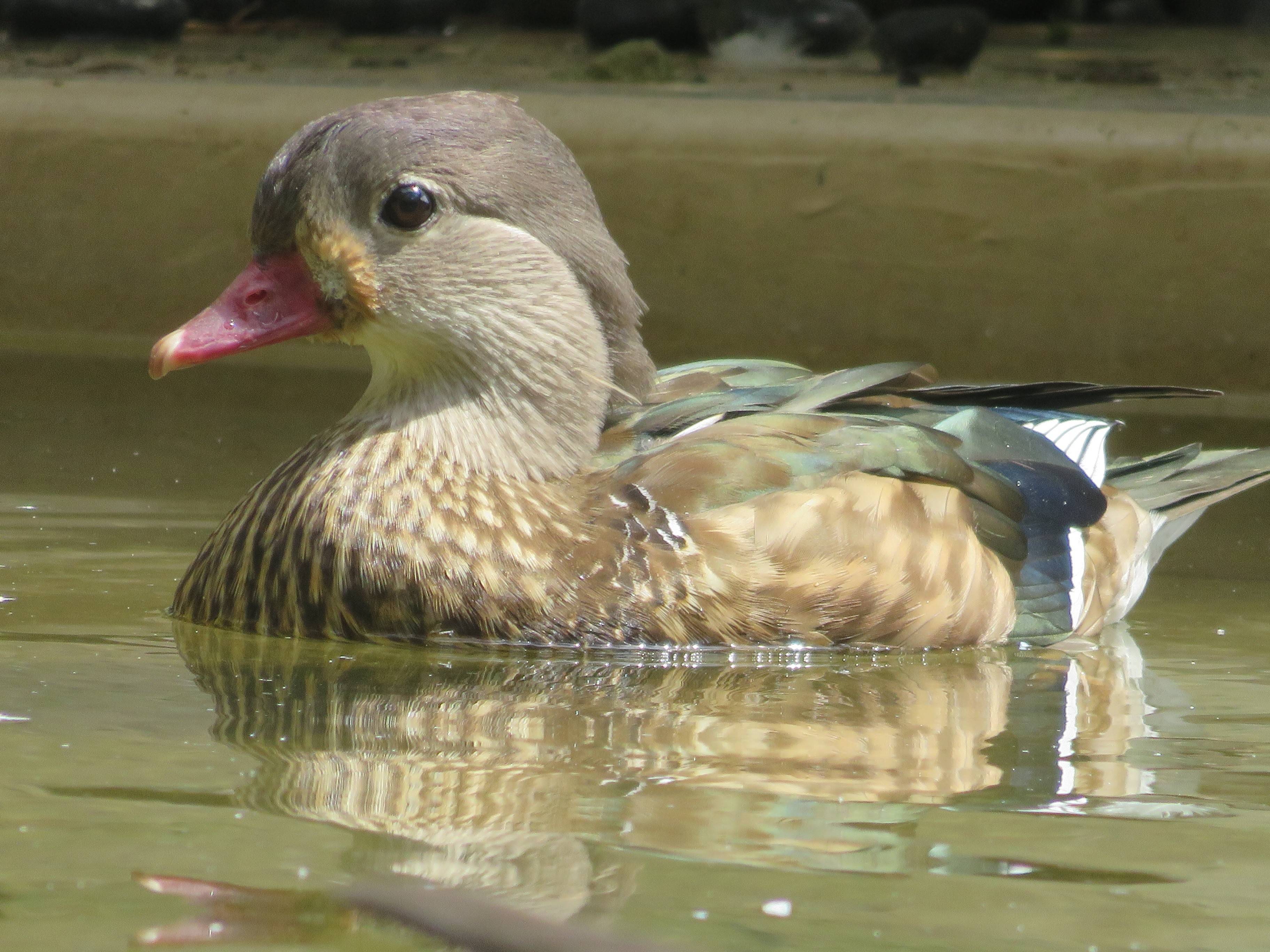 オシドリの衣替え 動物トピックス 野毛山動物園公式サイト 公益財団法人 横浜市緑の協会