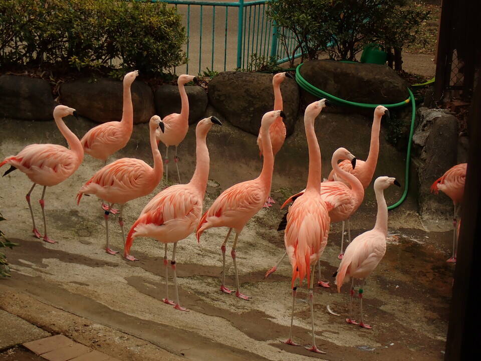 2020.02.10 フラミンゴ旗振り.jpg