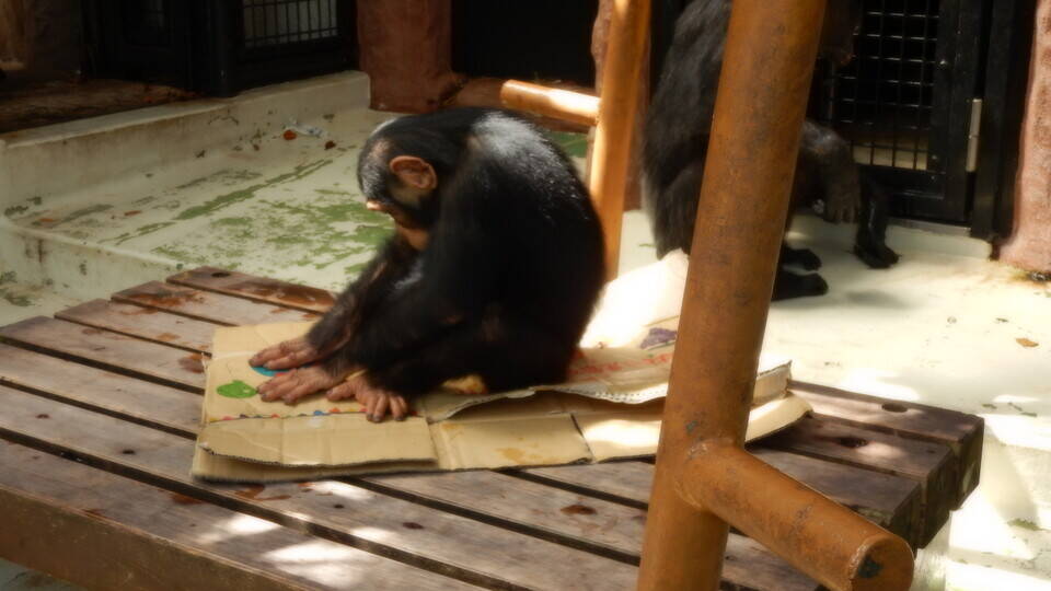 コウタロウのプチ誕生日会を開催しました みらいを見つめるチンパンジー 野毛山動物園公式サイト 公益財団法人 横浜市緑の協会