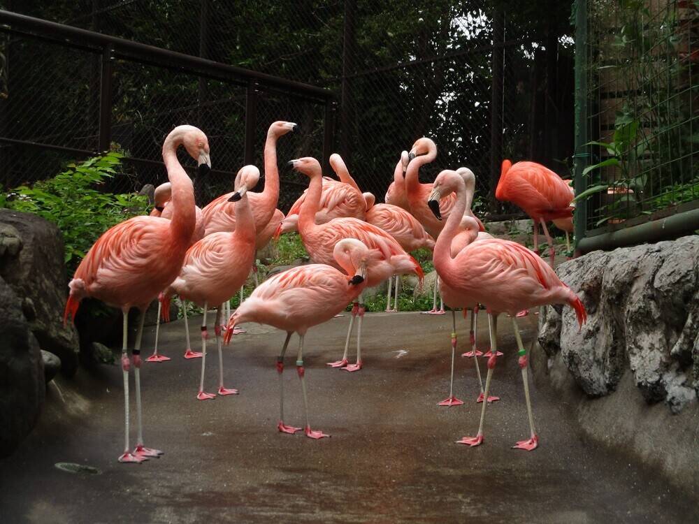 代名詞 動物トピックス 野毛山動物園公式サイト 公益財団法人 横浜市緑の協会