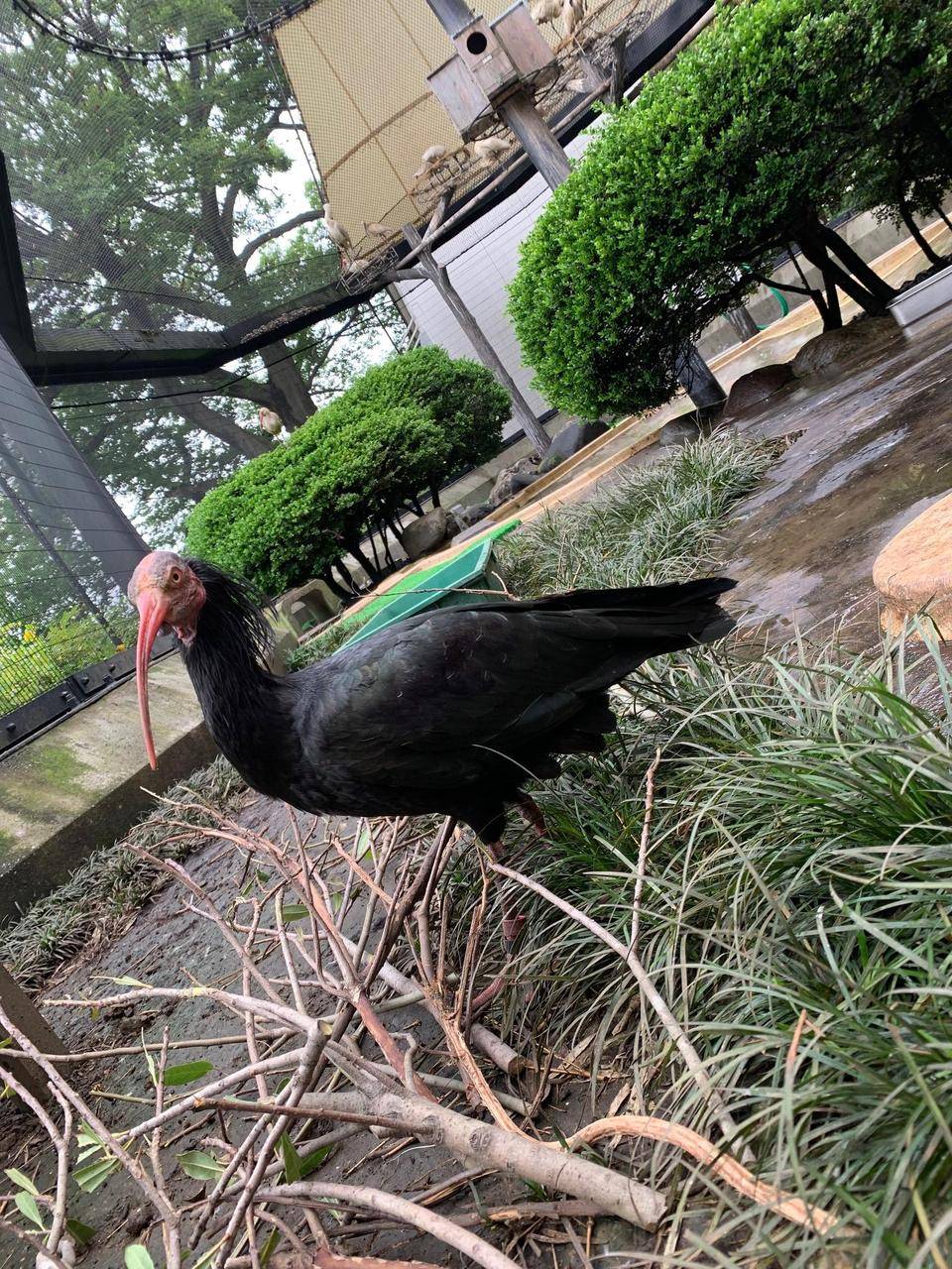 ホオアカ この鳥を覚えて.jpeg