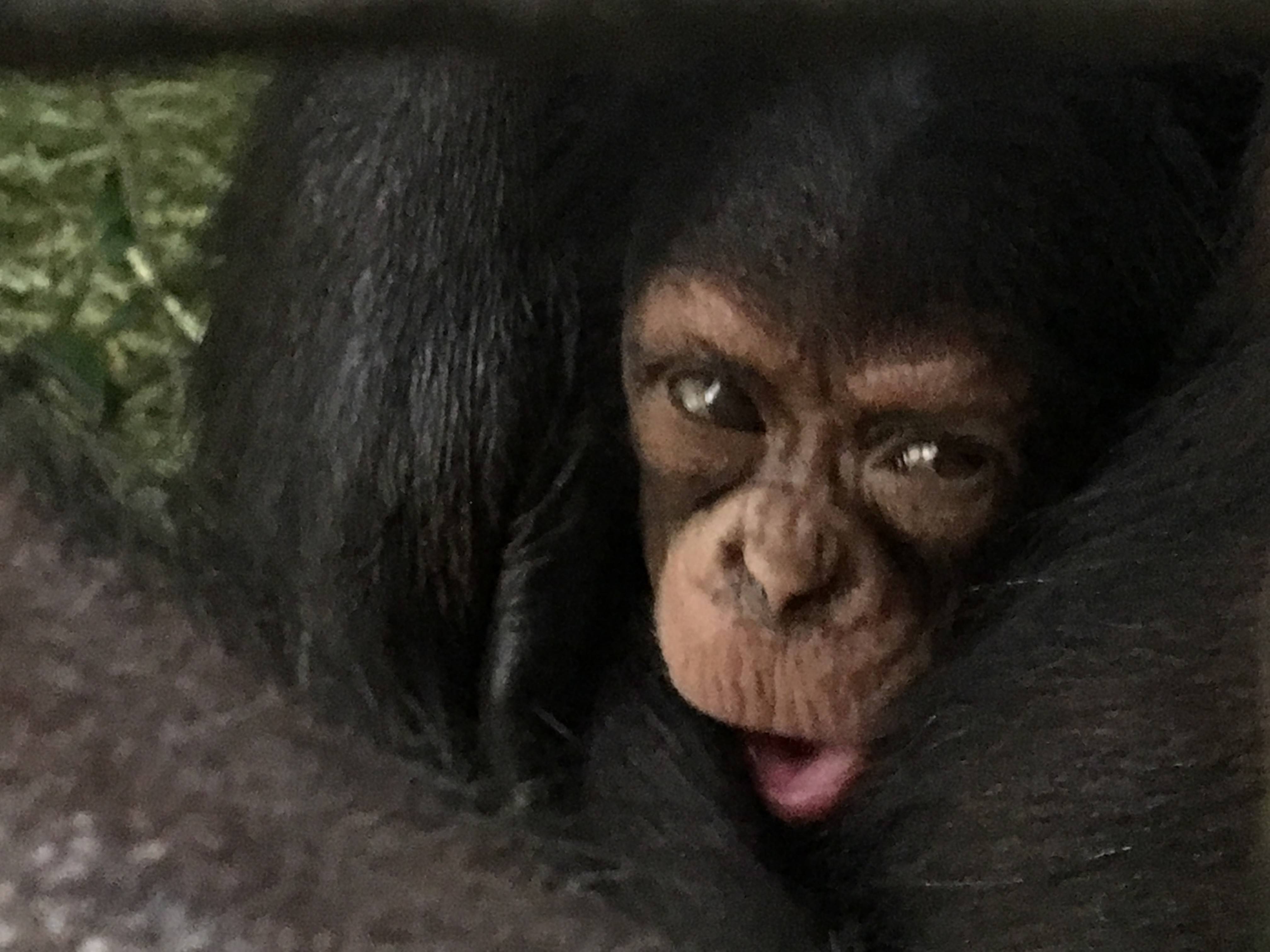 チンパンジー 愛称⑤.jpg