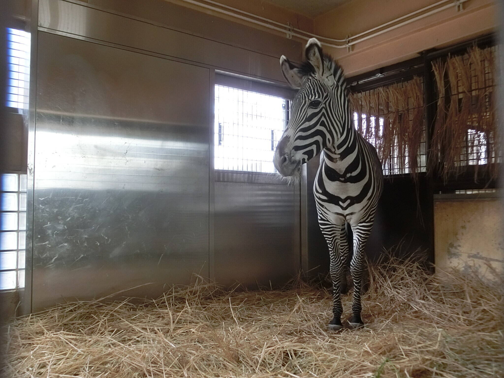 グレビーシマウマのココロです 動物トピックス 野毛山動物園公式サイト 公益財団法人 横浜市緑の協会