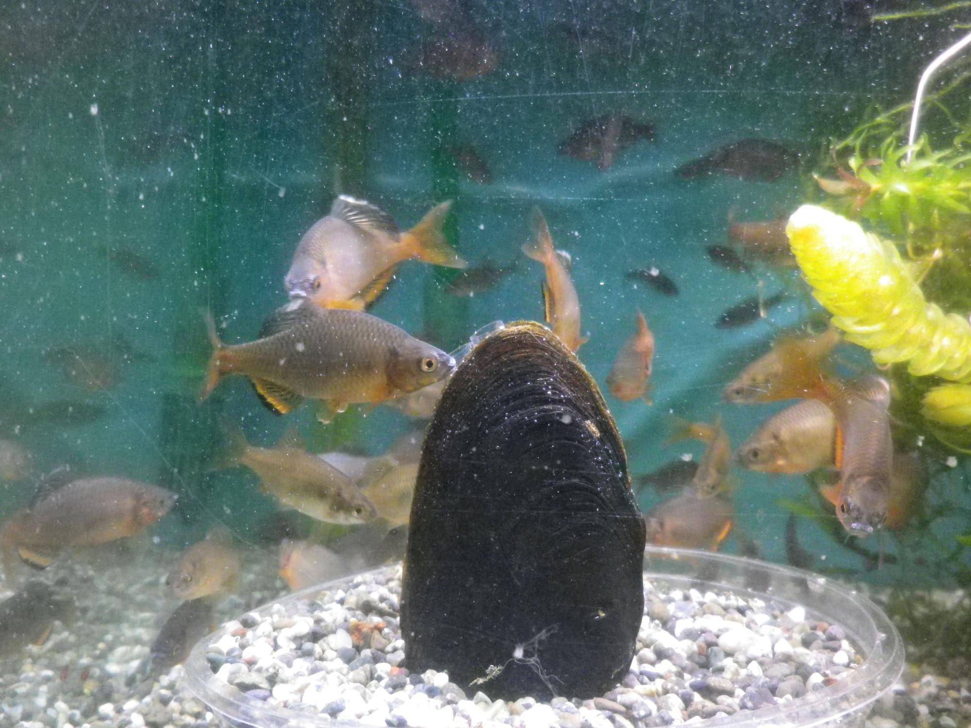 貝に集まるタナゴ2.jpg