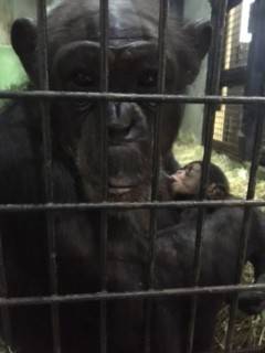 チンパンジー 愛称③.jpg