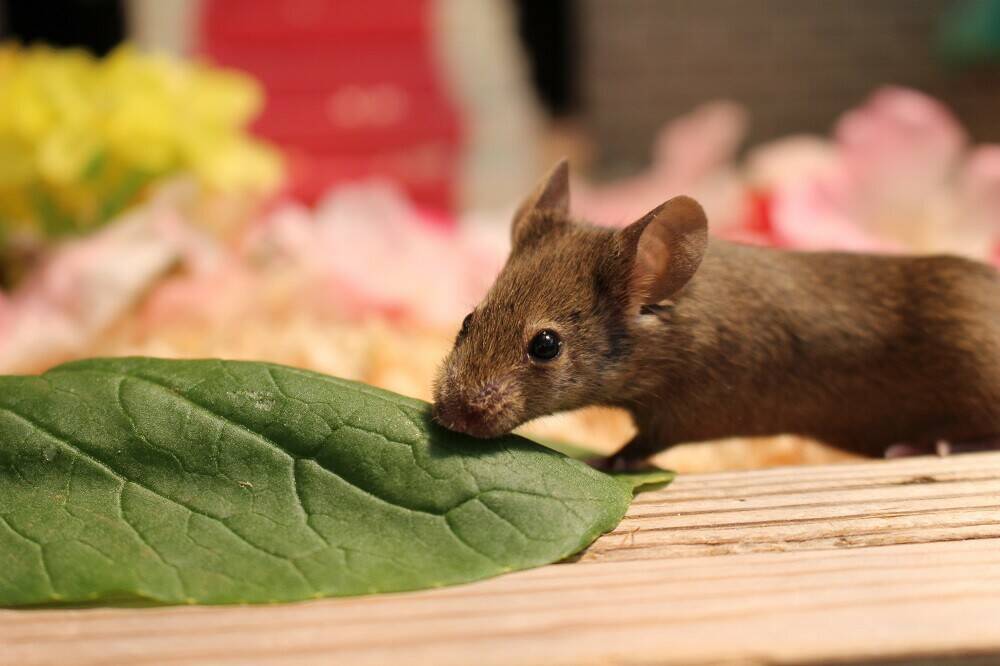 おやつの時間です ハツカネズミ編 なかよしタイムズ 野毛山動物園公式サイト 公益財団法人 横浜市緑の協会