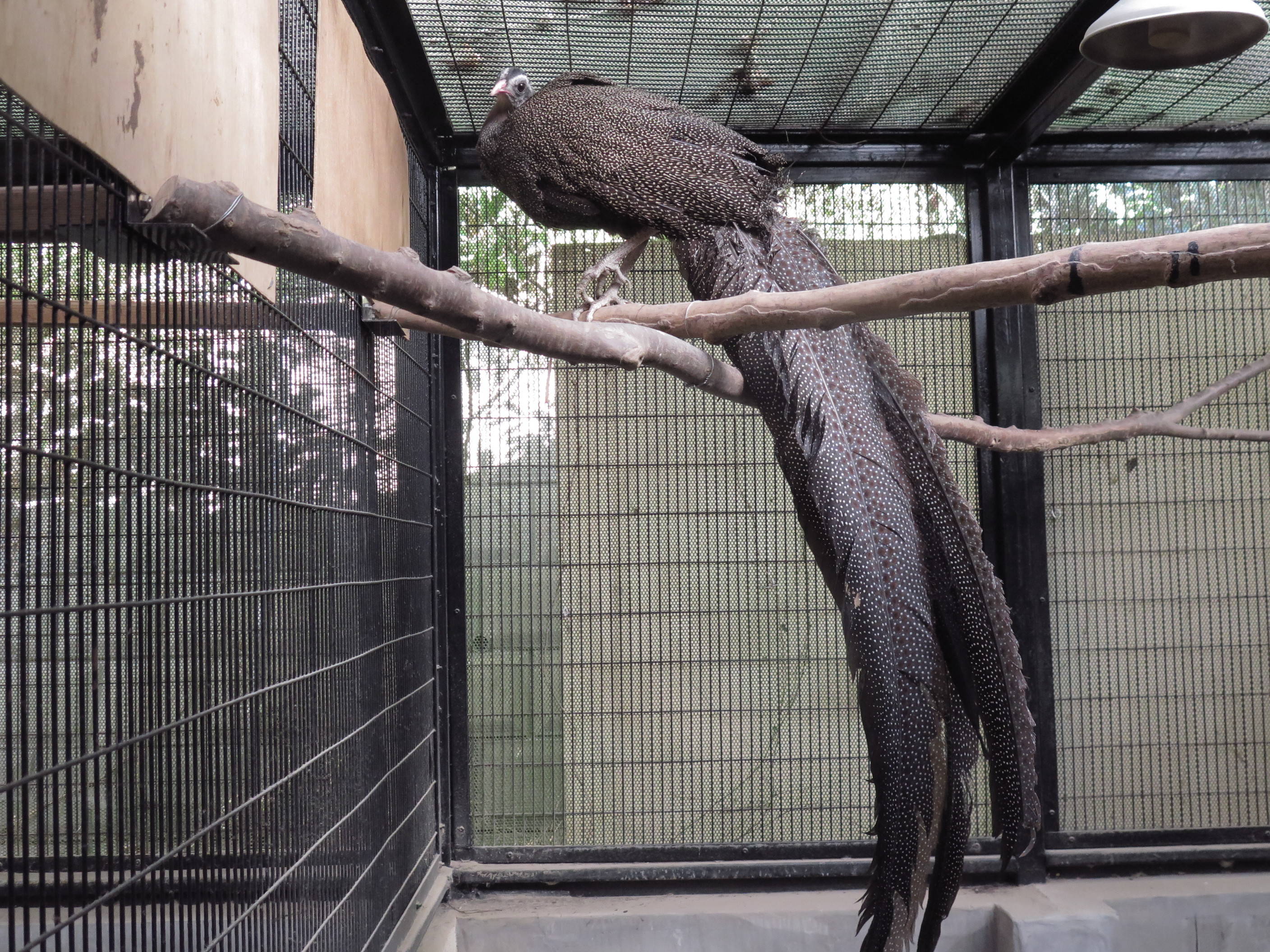 いい声の主は 動物トピックス 野毛山動物園公式サイト 公益財団法人 横浜市緑の協会