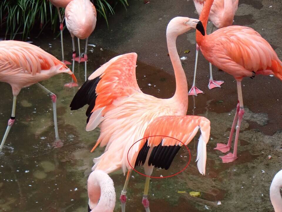 羽根の違い 動物トピックス 野毛山動物園公式サイト 公益財団法人 横浜市緑の協会