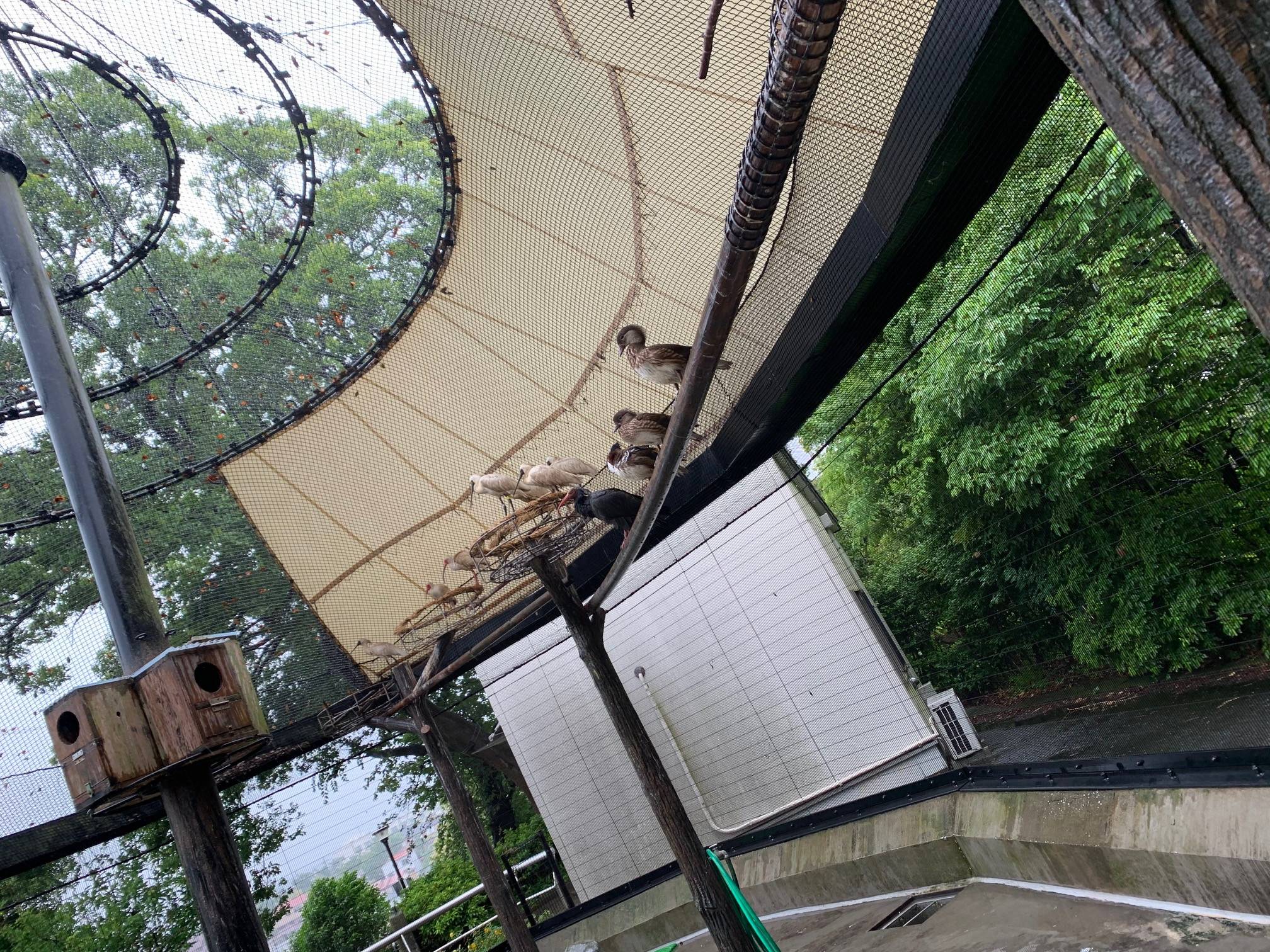 ホオアカ 遠い.jpeg