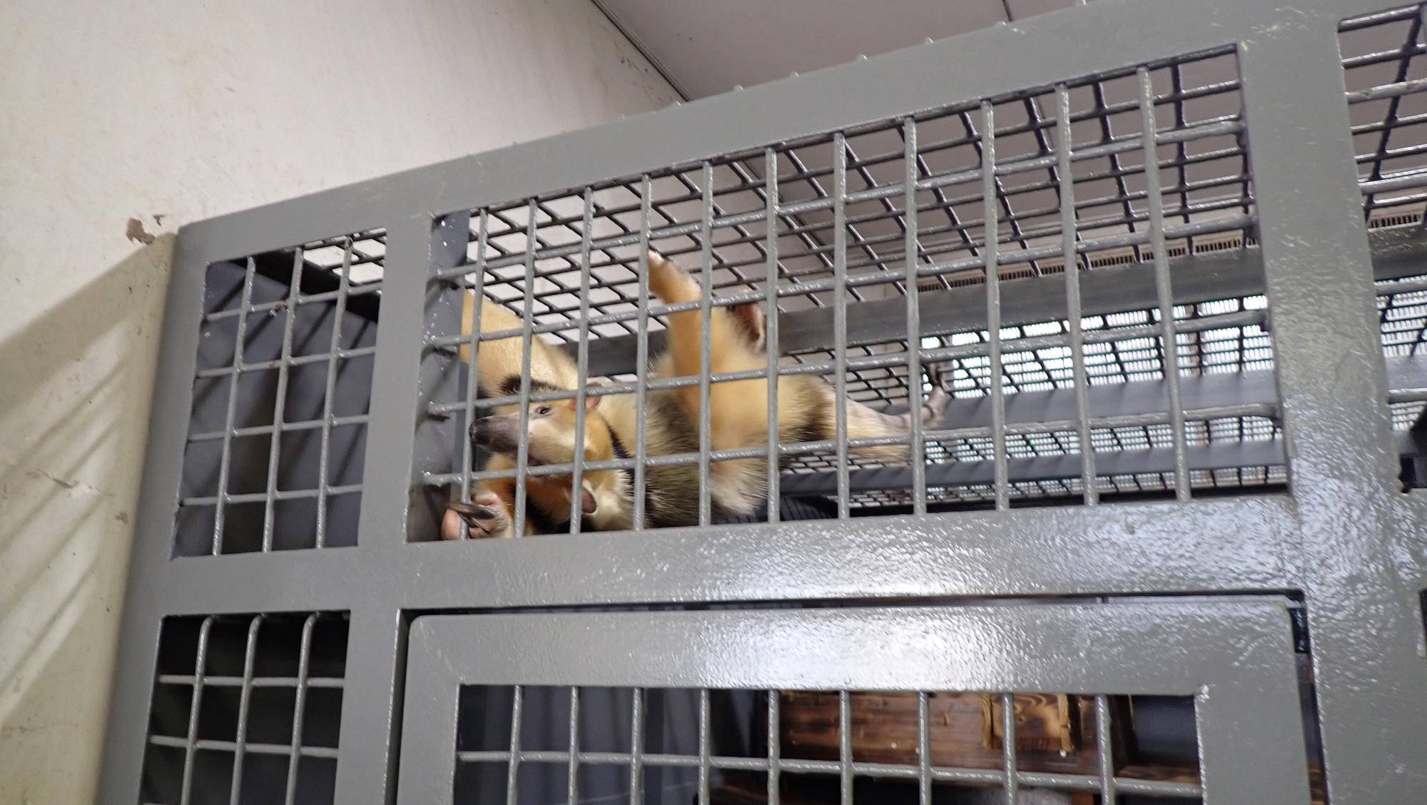 収容小間の格子をよじ登ってる.jpg