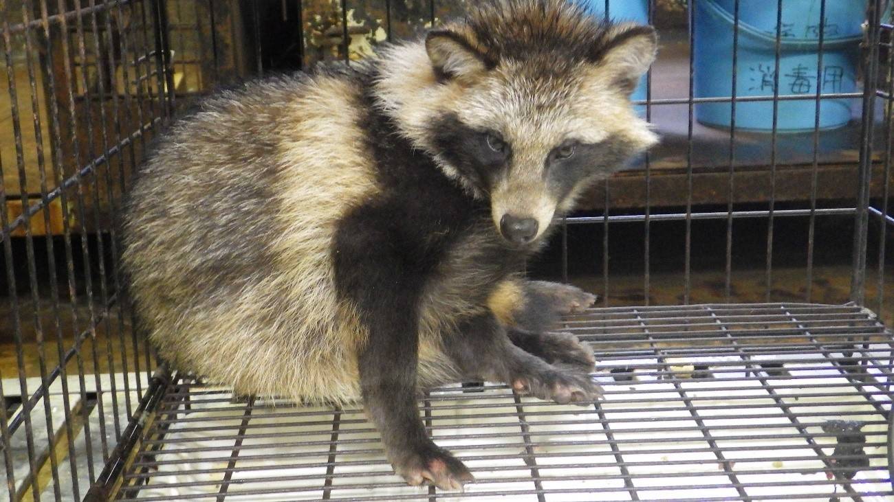 小声のタヌキ 動物トピックス 野毛山動物園公式サイト 公益財団法人 横浜市緑の協会