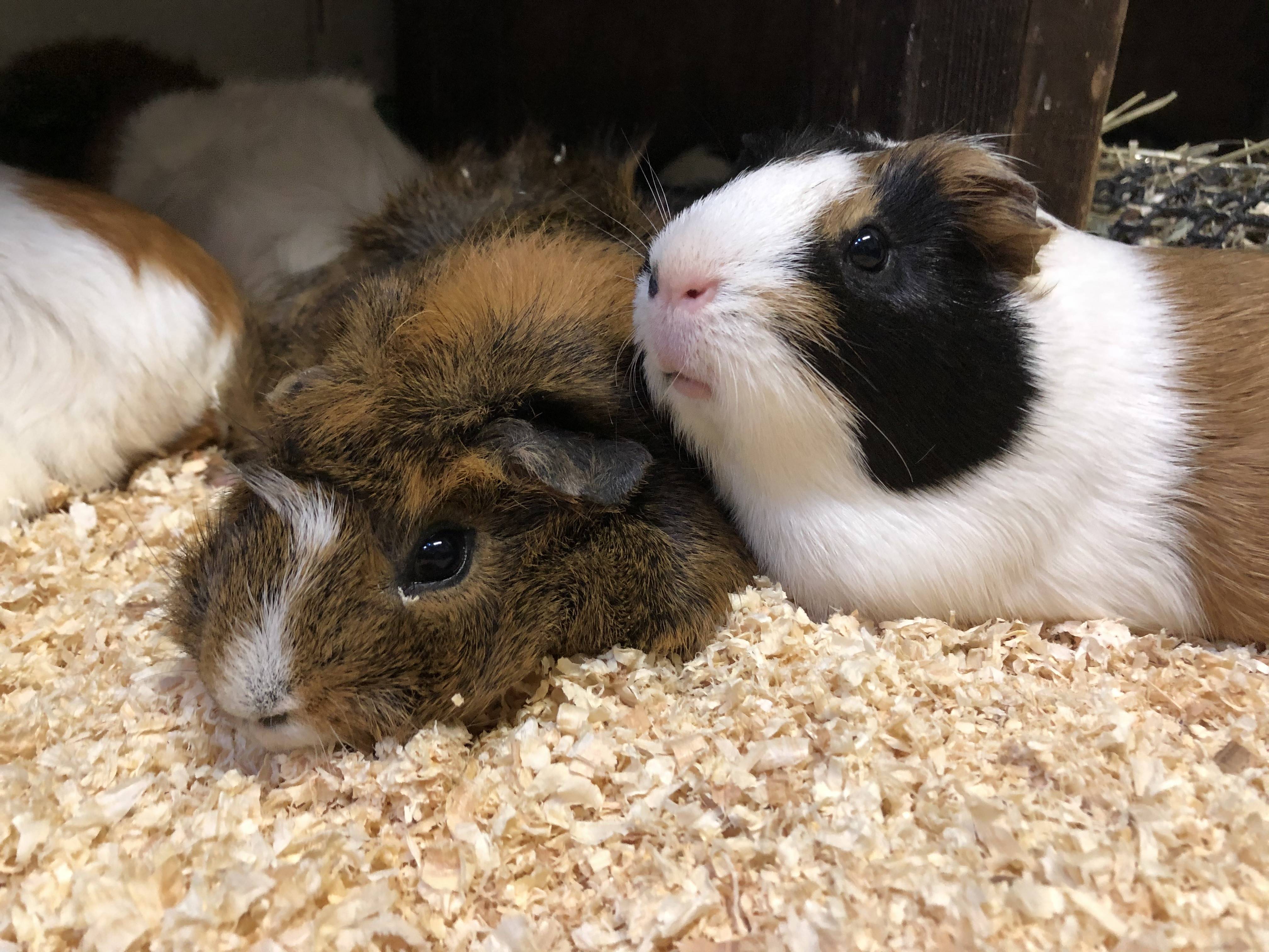 くつろぐモルモット.jpg