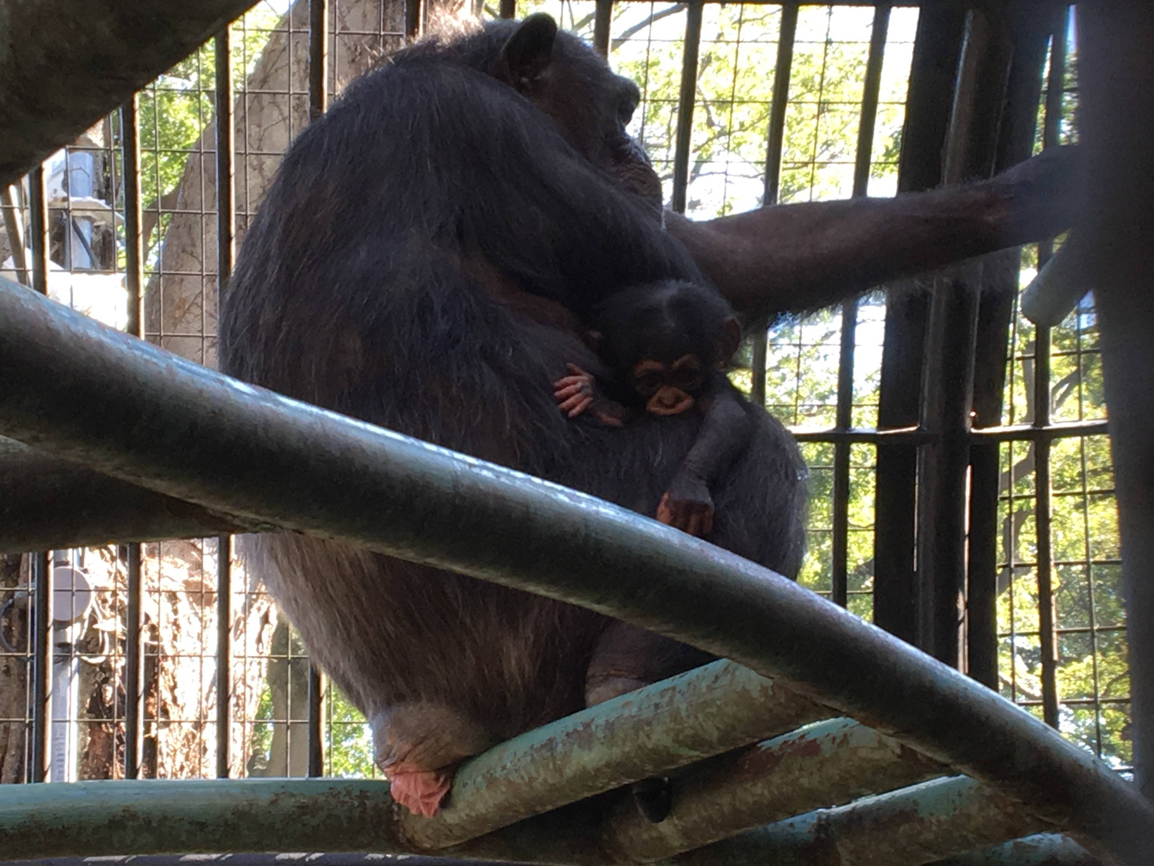 チンパンジー 愛称④.jpg