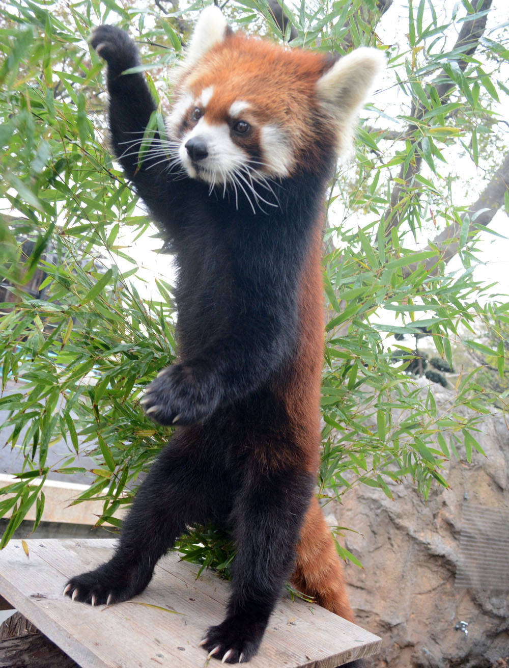 レッサーパンダの季節がやってきました ブログ 野毛山動物園公式サイト 公益財団法人 横浜市緑の協会