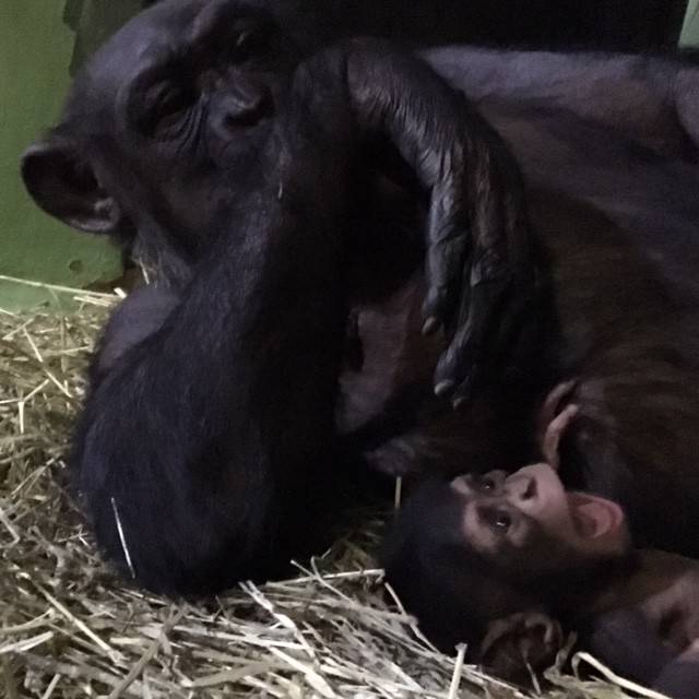 2016.11.15ンパンジー 愛称⑦.jpg