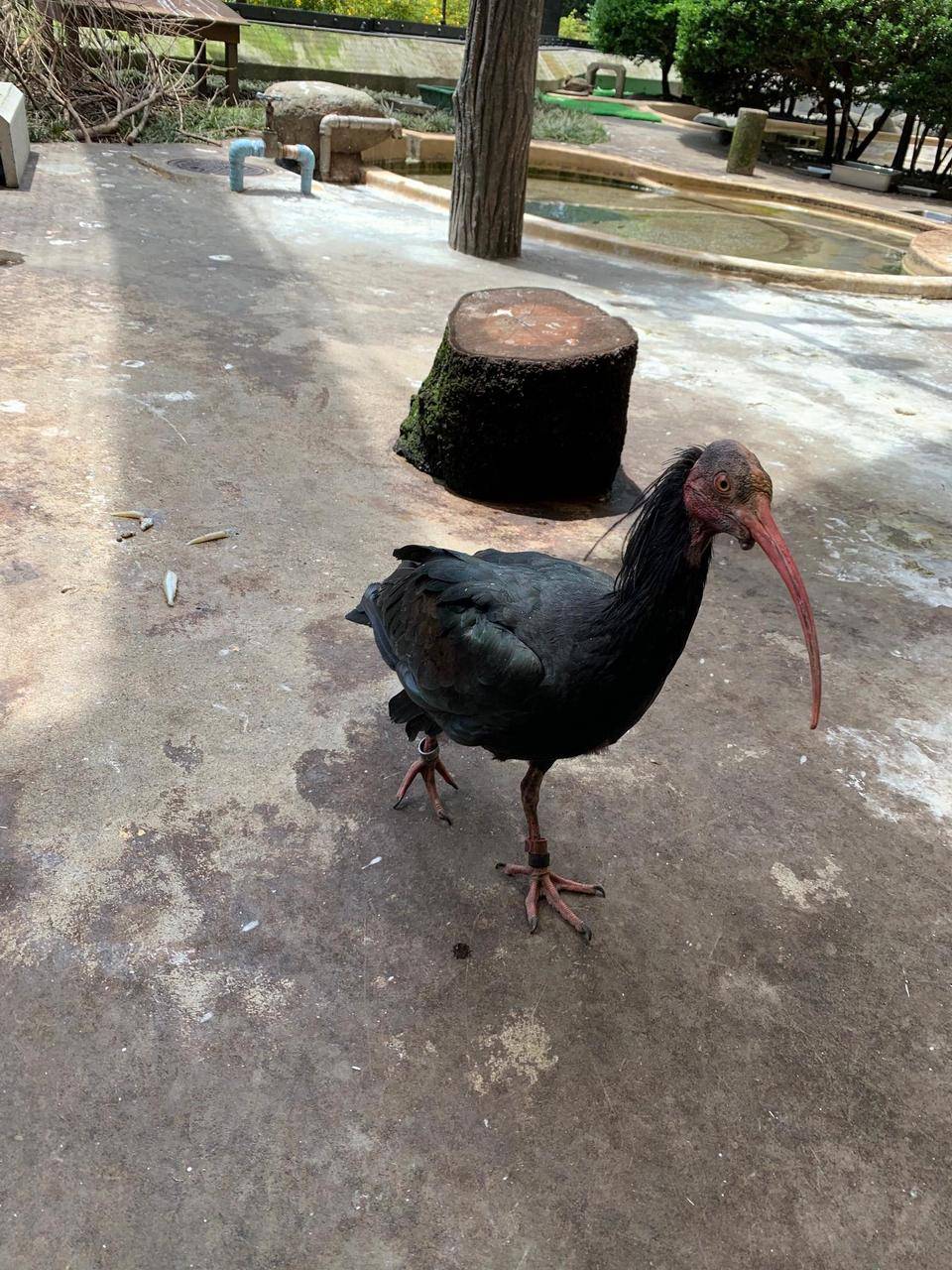 ホオアカ この鳥を.jpeg