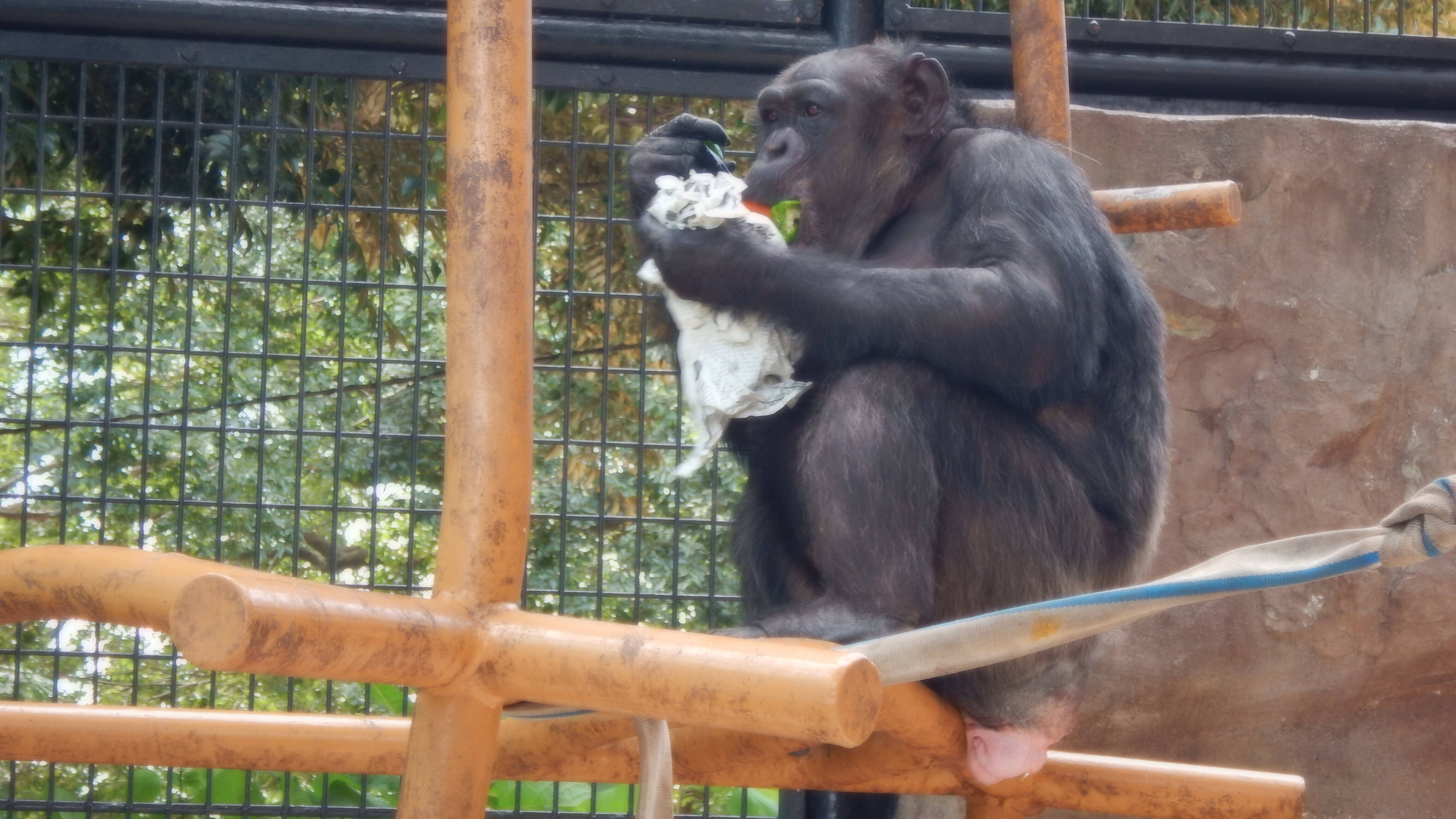コウタロウのプチ誕生日会を開催しました みらいを見つめるチンパンジー 野毛山動物園公式サイト 公益財団法人 横浜市緑の協会