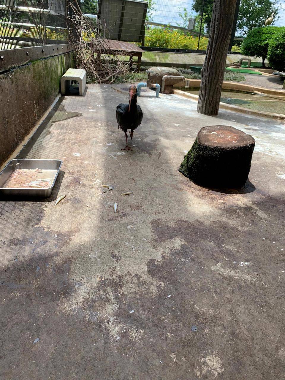 ホオアカ 段々と.jpeg