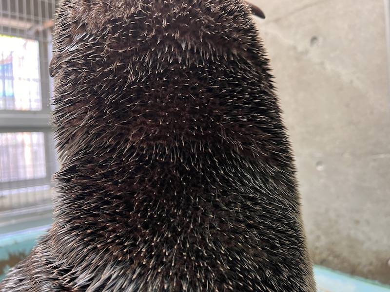 オットセイの毛