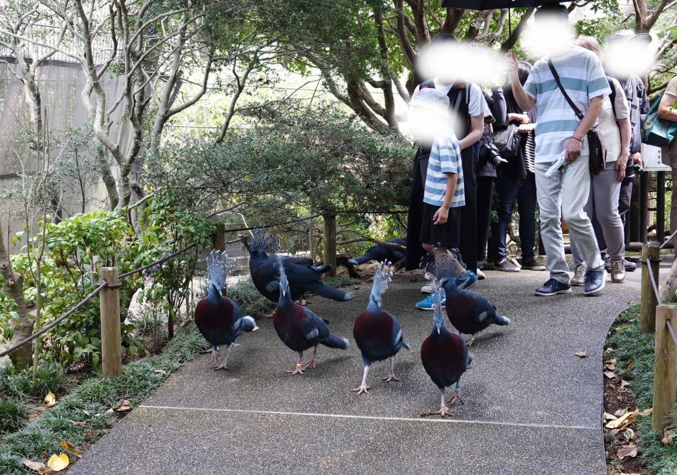 【飼育日誌】20260926:今年も「ハトの日」イベントを実施しました🕊 ガイド中のオウギバトの様子.jpg