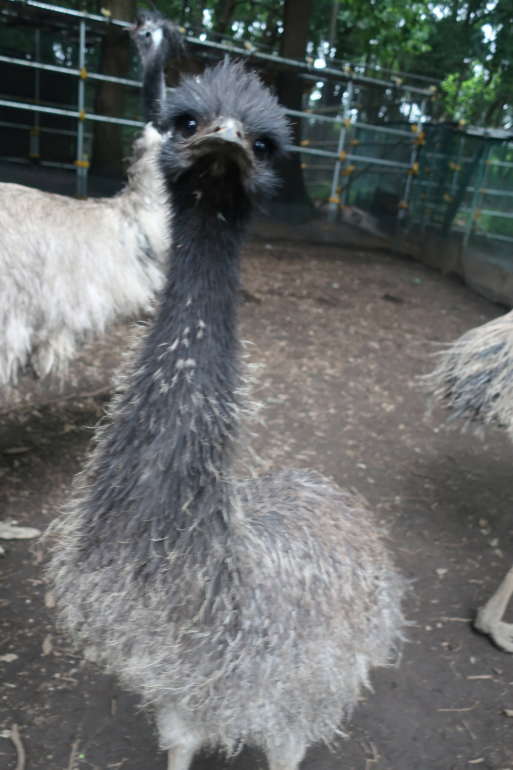 エミューのヒナ 成長記録 飼育日誌 よこはま動物園ズーラシア公式サイト 公益財団法人 横浜市緑の協会