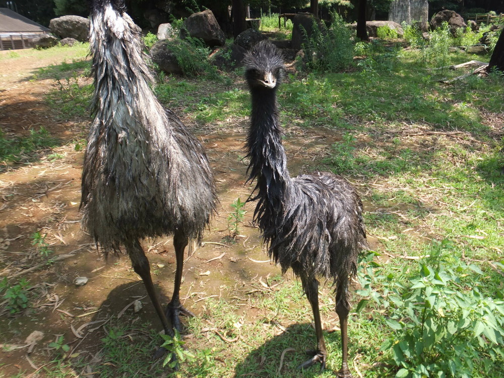 エミューのヒナ 成長記録 飼育日誌 よこはま動物園ズーラシア公式サイト 公益財団法人 横浜市緑の協会