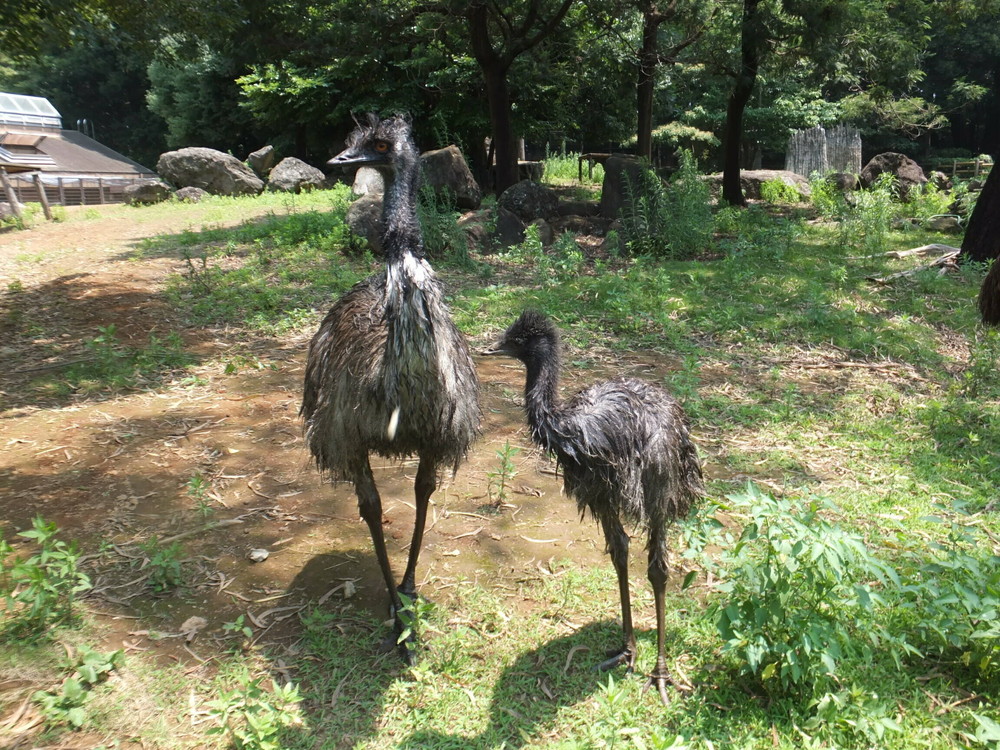 エミューのヒナ 成長記録 飼育日誌 よこはま動物園ズーラシア公式サイト 公益財団法人 横浜市緑の協会