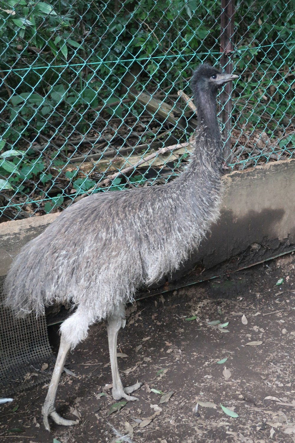 エミューのヒナ 成長記録 飼育日誌 よこはま動物園ズーラシア公式サイト 公益財団法人 横浜市緑の協会