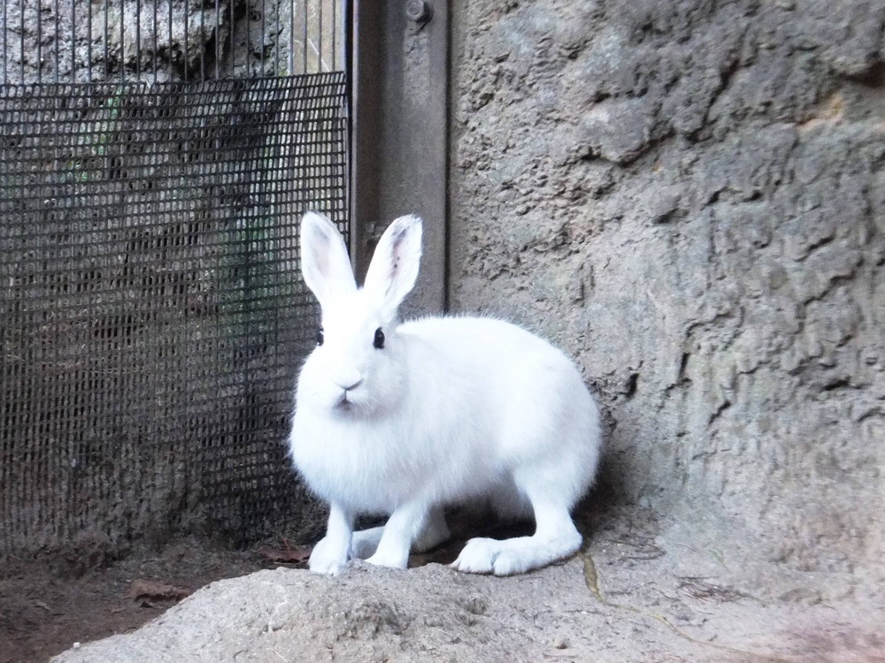 彼らはノウサギでした ブログ よこはま動物園ズーラシア公式サイト 公益財団法人 横浜市緑の協会