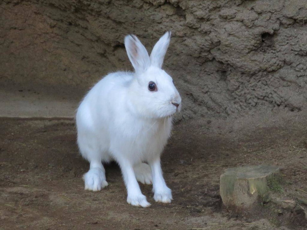 ノウサギ セリの仔 性別判明 飼育日誌 よこはま動物園ズーラシア公式サイト 公益財団法人 横浜市緑の協会