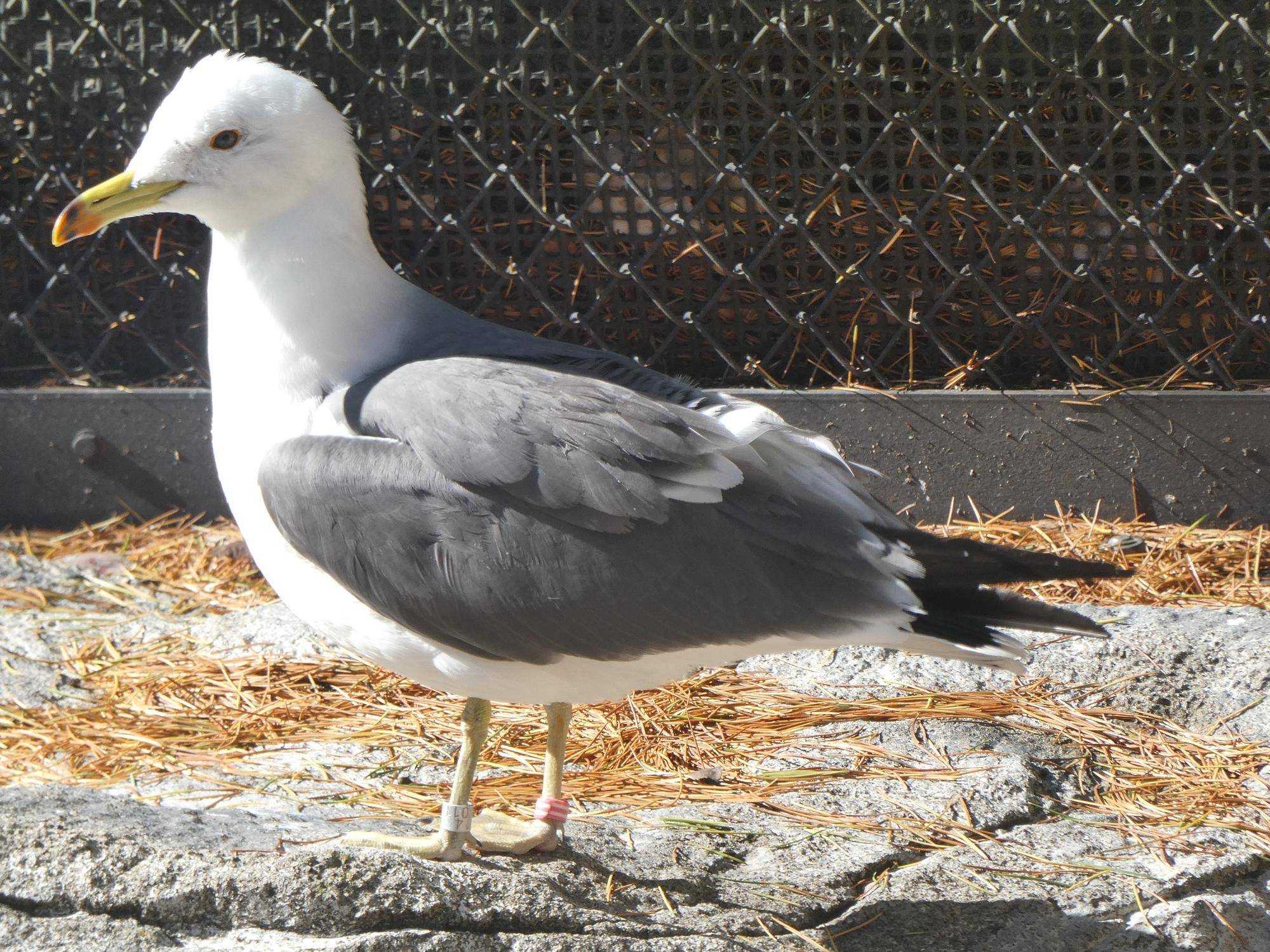2023年ズーラシアにやってきたウミネコ.jpg